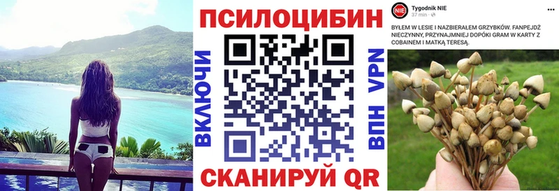 гидра как войти  Суджа  Псилоцибиновые грибы Cubensis 